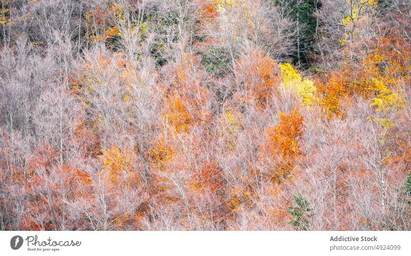 Herbstwald mit bunten Bäumen Wald Baum Wälder Natur Pflanze Waldgebiet wachsen fallen farbenfroh orange gelb grün braun Laubwerk Flora Umwelt dicht mehrfarbig