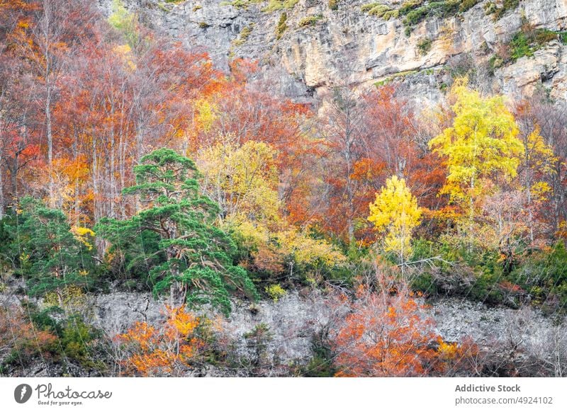 Herbstwald mit bunten Bäumen Wald Baum Wälder Natur Pflanze Waldgebiet wachsen fallen farbenfroh orange gelb grün braun Laubwerk Flora Umwelt dicht mehrfarbig