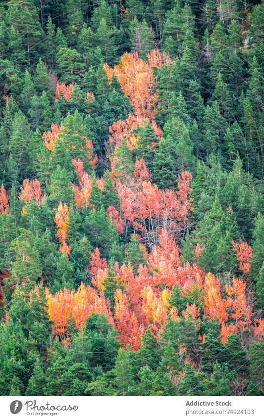 Herbstwald mit bunten Bäumen Wald Baum Wälder Natur Pflanze Waldgebiet wachsen fallen farbenfroh orange gelb grün braun Laubwerk Flora Umwelt dicht mehrfarbig