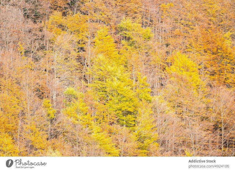 Herbstwald mit bunten Bäumen Wald Baum Wälder Natur Pflanze Waldgebiet wachsen fallen farbenfroh orange gelb grün braun Laubwerk Flora Umwelt dicht mehrfarbig