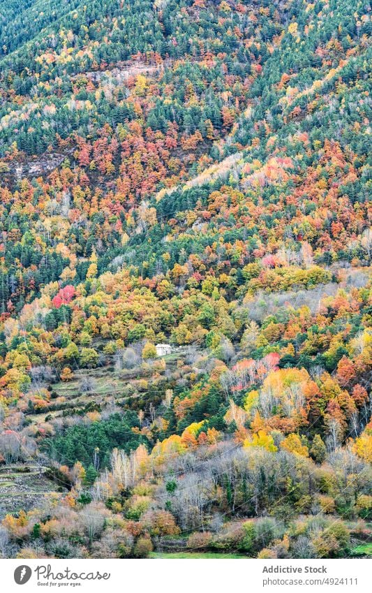 Gebäude umgeben von herbstlichem Wald Herbst Baum Wälder Natur Pflanze Waldgebiet wachsen wohnbedingt fallen verweilen Cottage farbenfroh grün orange gelb braun