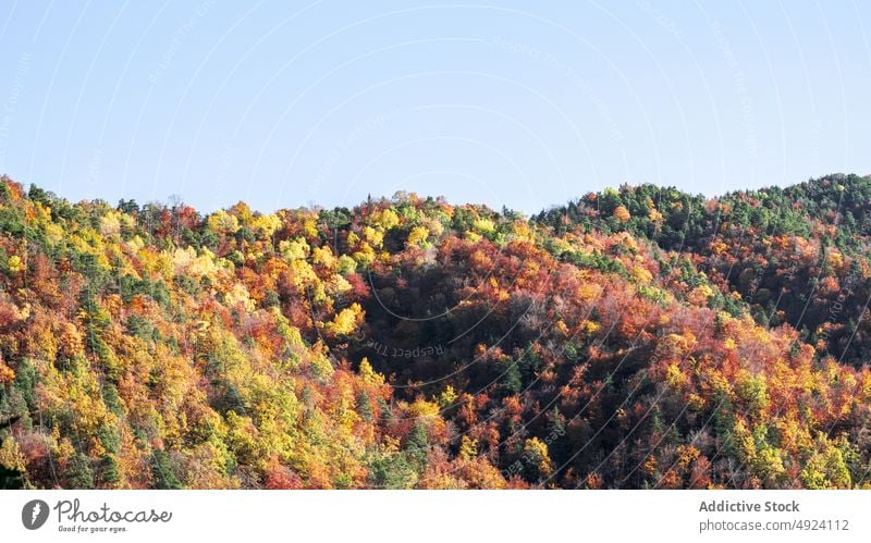 Herbstwald mit bunten Bäumen Wald Baum Wälder Natur Pflanze Waldgebiet wachsen fallen farbenfroh orange gelb grün braun Laubwerk Flora Umwelt dicht mehrfarbig