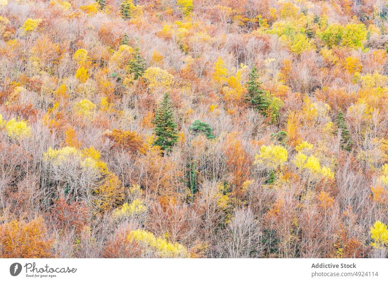 Herbstwald mit bunten Bäumen Wald Baum Wälder Natur Pflanze Waldgebiet wachsen fallen farbenfroh orange gelb grün braun Laubwerk Flora Umwelt dicht mehrfarbig