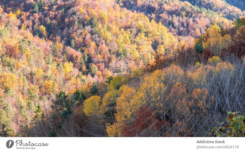 Herbstwald mit bunten Bäumen Wald Baum Wälder Natur Pflanze Waldgebiet wachsen fallen farbenfroh orange gelb grün braun Laubwerk Flora Umwelt dicht mehrfarbig