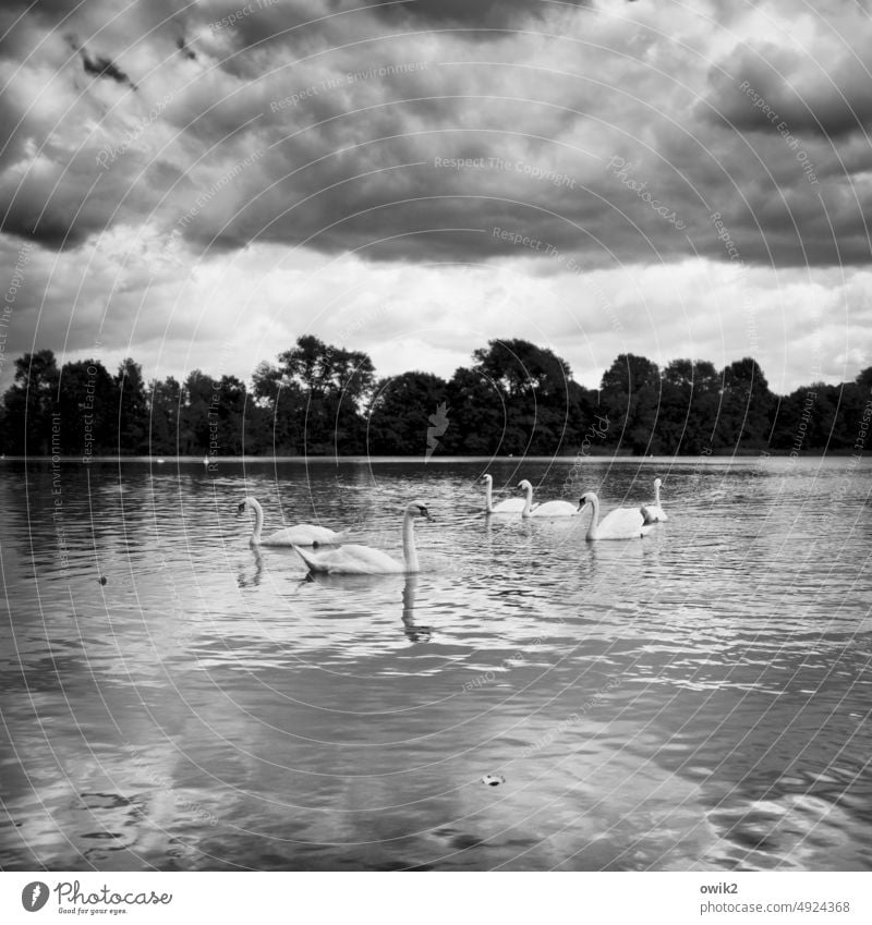 Wasserverkehr Schwäne Natur Vogel elegant Teich Schwimmen & Baden Kommunikation Mitteilung Gespräch Neugier Blick Schwanensee stilvoll Gefieder Zusammenhalt