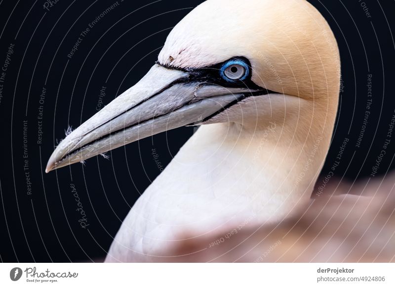 Basstölpel auf Helgoland II Nordseeinsel Nordseeküste Naturschutzgebiet Spaziergang Landschaft wandern entdecken Ferien & Urlaub & Reisen Textfreiraum Mitte