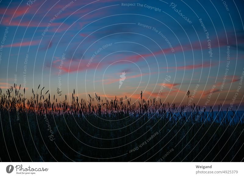 Eine Wiese im Sommer zur blauen Stunde Stille blaue Stunde Sonnenuntergang dunkelheit Nacht Himmel Landleben Idylle Ruhe Meditation Spiritualität Gebet