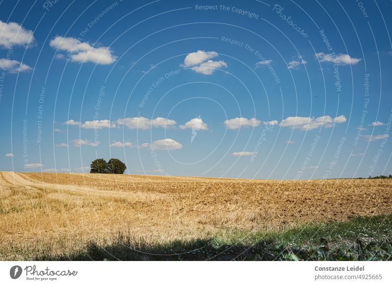 Abgeerntetes  Getreidefeld mit zwei Bäumen am Horizont unter blauem Himmel vielen weißen Wölkchen. Getreideernte Außenaufnahme Schönes Wetter idyllisch