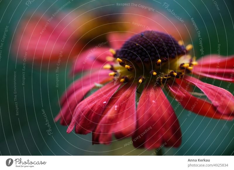 Der Purpursonnenhut echinacea Sonnenhut Echinacea purpurea Korbblütler Igelkopf purpurrot blühen Insektenfreundlich Natur Augenweide Pflanze Garten Staude