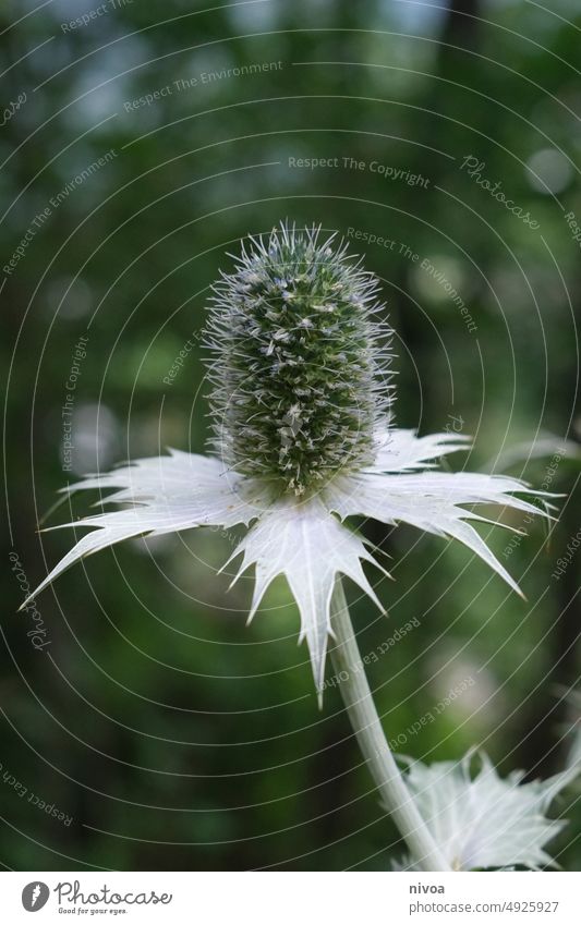 Elfenbein-Mannstreu Blüte Elfenbeindistel Silberdistel Distel Distelblüte Österreich Pflanze Blätter Makroaufnahme Natur Schönheit in der Natur