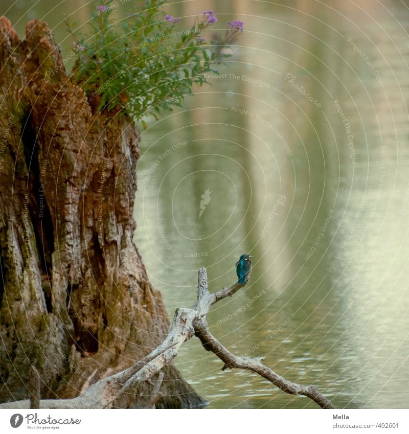 Icy Iceman Umwelt Natur Pflanze Tier Wasser Baum Baumstumpf Ast Zweig Seeufer Teich Wildtier Vogel Eisvögel 1 hocken sitzen warten frei klein natürlich niedlich