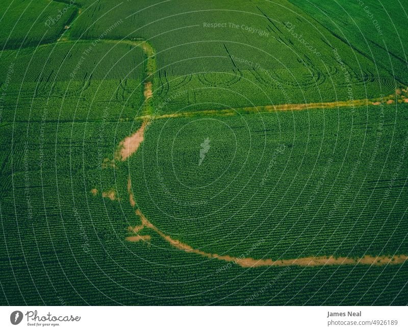 Blick auf ein ländliches Farmland in Wisconsin wachsen sonnig natürlich Natur abstrakt Land Korn Hintergrund Ackerbau Mais Pflanze Dröhnen Wachstum Fotografie