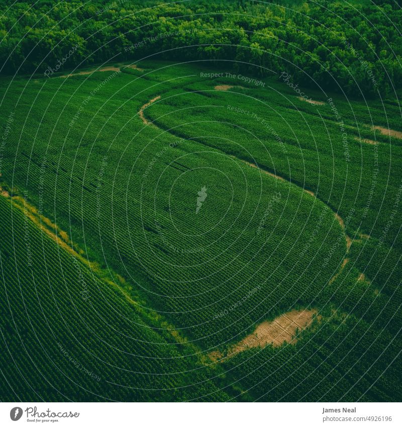 Landwirtschaftliche Felder mit Waldrand wachsen sonnig natürlich Natur abstrakt Korn Hintergrund Ackerbau Mais Pflanze Dröhnen Baum Wachstum Fotografie