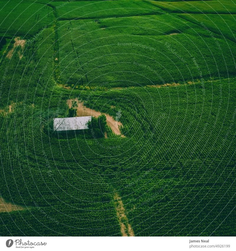 Verlassene ländliche Sommerfrische in WI wachsen sonnig natürlich Natur abstrakt Land Korn Hintergrund Ackerbau Mais Pflanze Dröhnen Wachstum Fotografie