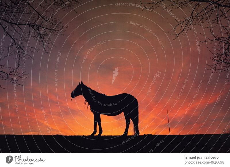 Pferd Silhouette mit einem schönen Sonnenuntergang Hintergrund Sonnenlicht Tier Tiermotive Tier in freier Wildbahn Tierwelt wild Natur niedlich Schönheit