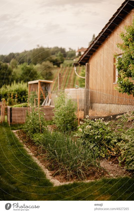 Gemüsebeet im Garten garten grün gras rasen Vorstadt Dorfidylle Gartenarbeit Gartenpflanzen gemüse zwiebeln Erde Nutzpflanze Bioprodukte Gemüsegarten Pflanzen