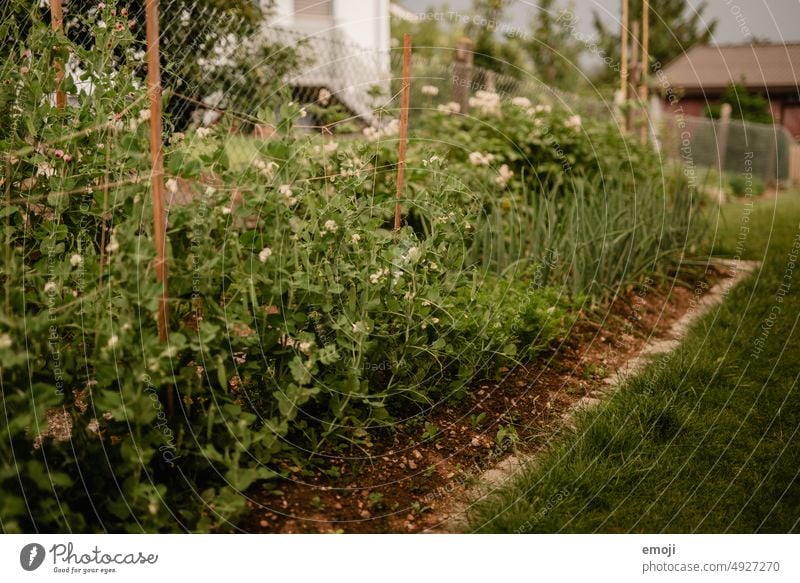 Gemüsebeet im Garten garten grün gras rasen Vorstadt Dorfidylle Gartenarbeit Gartenpflanzen gemüse Erde Nutzpflanze Bioprodukte Gemüsegarten Pflanzen