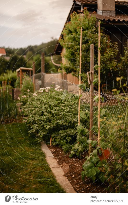 Gemüsebeet im Garten garten grün gras rasen Vorstadt Dorfidylle Gartenarbeit Gartenpflanzen gemüse zwiebeln Erde Nutzpflanze Bioprodukte Gemüsegarten Pflanzen