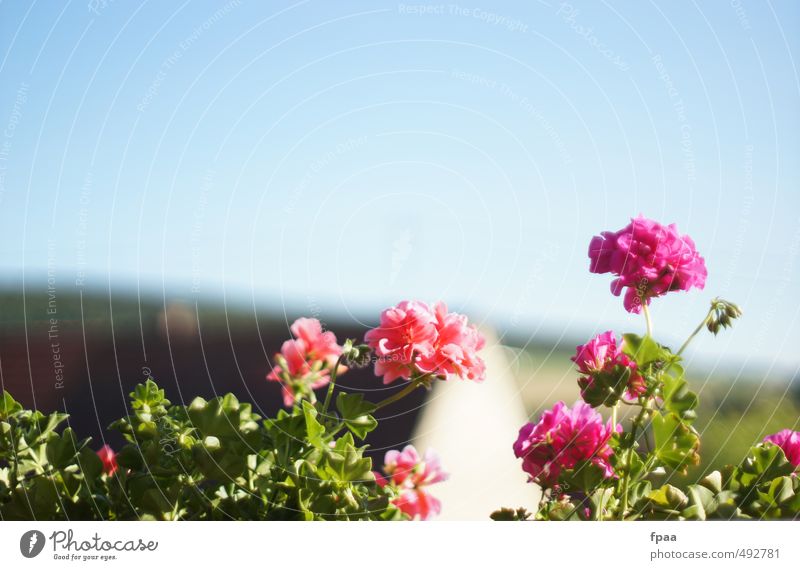 Balkonpanorama schön Sommer Sonne Garten Umwelt Natur Landschaft Pflanze Tier Urelemente Luft Himmel Wolkenloser Himmel Sonnenlicht Schönes Wetter Blume