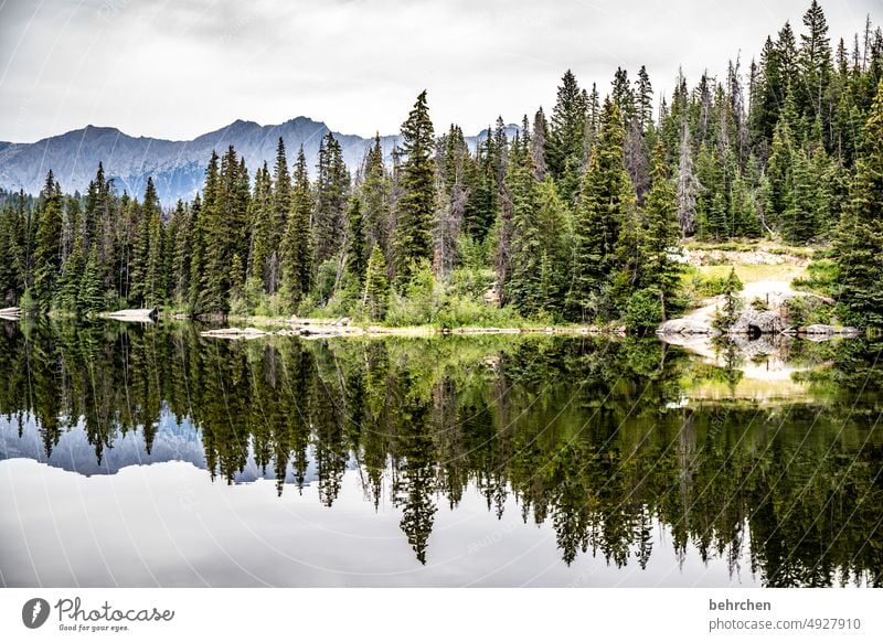 parallelwelt | unten so wie oben Alberta Wolken Abenteuer Freiheit Jasper National Park See Bäume Nordamerika Farbfoto fantastisch Reflexion & Spiegelung