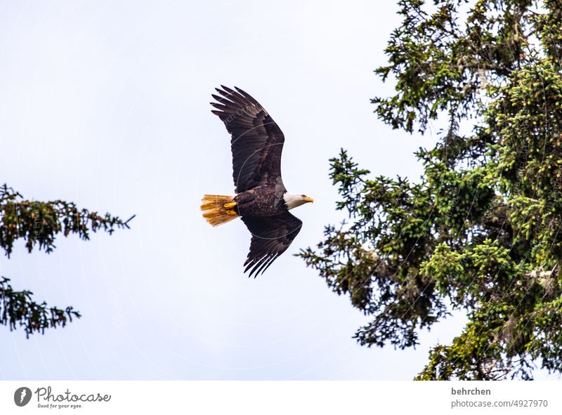 seine majestät Himmel Wildtier Vogel Flügel Feder Freiheit Schnabel fliegen außergewöhnlich fantastisch schön Ferne oben hoch Farbfoto Kontrast Tierporträt