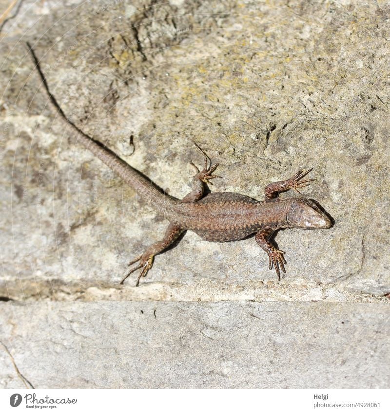 Mauereidechse beim Sonnenbad auf einer Natursteinmauer Eidechse Reptil Tier Wildtier 1 Tierporträt Außenaufnahme Echsen Menschenleer klein braun