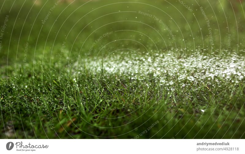 Bewässerung des Rasens mit Wasser im Sommer. Gartenkonzept. Wassertropfen aus dem ameliorativen Bewässerungssystem werden an einem sonnigen Tag den wachsenden Gartenpflanzen zugeführt