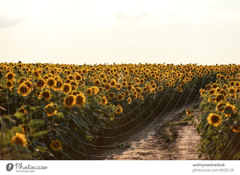 Landschaft mit Feldweg zwischen blühenden Sonnenblumenfeldern Wiese am Sommertag in Sonnenuntergang Strahlen. Landwirtschaft, Felder und Weiden. Natur Entwurf. Landwirtschaft der Produktion von Sonnenblumenöl und Samen