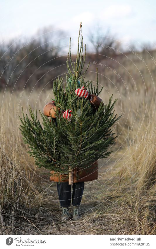 weibliche Hände in Winterhandschuhen in einem rot-weiß gestreiften umarmen hinter grünen Weihnachtsbaum im Freien. Weihnachten und Neujahr Urlaub Konzept Baum