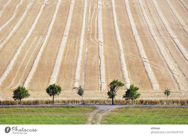 Strohschwaden und auffällige Fahrspuren auf einem abgemähten Feld in Hanglage,  davor sechs unterschiedliche kleine Laubbäume, eine Straße und eine Wiese / Sommer