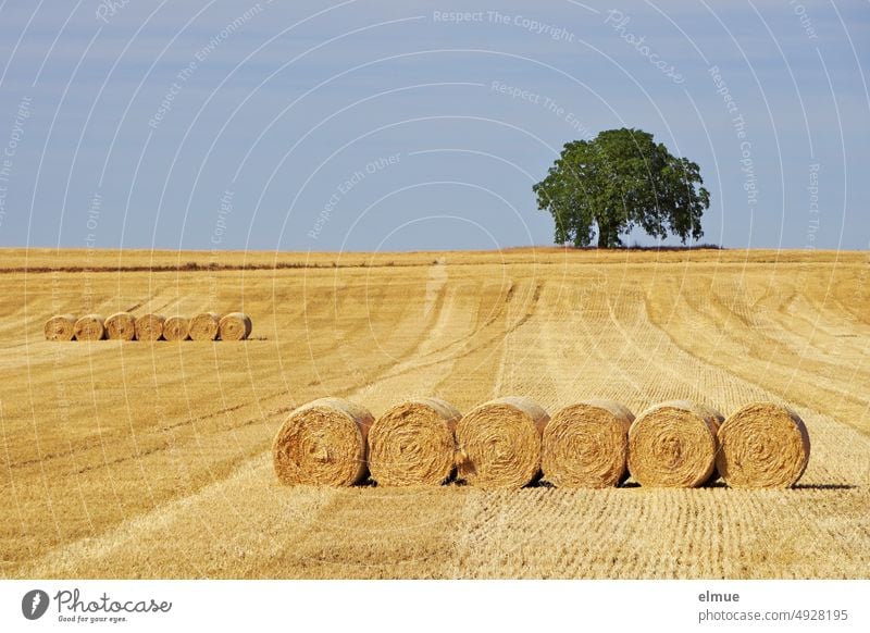 zwei Reihen Strohrundballen auf einem Stoppelfeld mit hellblauem Himmel und einem großen Laubbaum am Horizont / Sommer Strohballen Getreideernte Einstreu