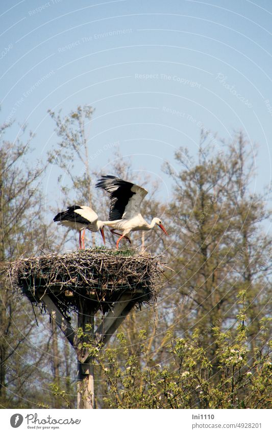 UT Frühlingslandluft |Storchenpaar im Horst Tiere Vögel Zugvögel Weißstorch Flügel Flügelspannweite Klapperstorch Adebar hoch oben Nestplattform Nisthilfe