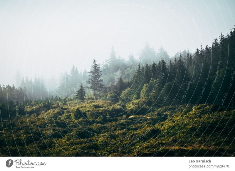 Nebelwald Wald Dänemark Jütland nadelwald nadelbaum Natur Baum Landschaft Außenaufnahme Umwelt Forstwirtschaft Holz Baumstamm Klima Pflanze Tag sommer urlaub