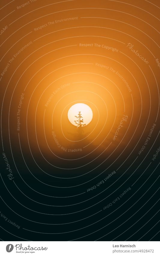 Sonnenball in nebeliger Morgendämmerung Sonnenlicht Sonnenaufgang orange nadelbaum tannenbaum sonnenball kreis neuanfang Licht Nebel Sonnenstrahlen