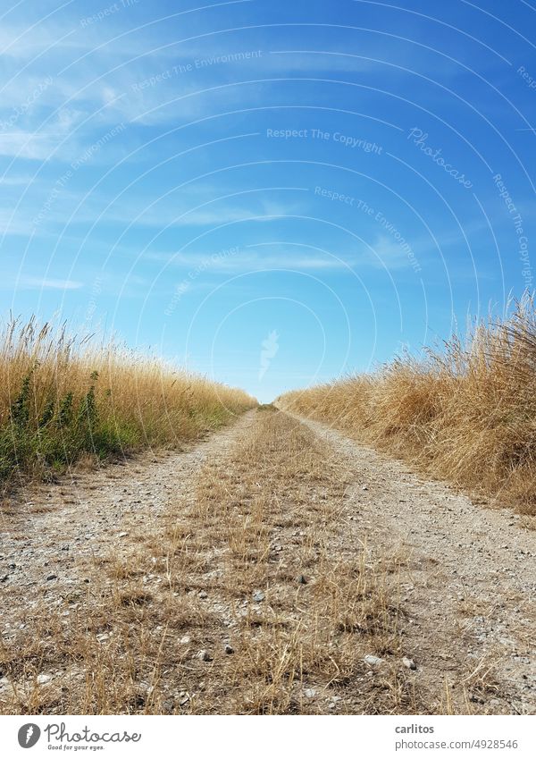 Der Weg ist das Ziel Strasse Feldweg Zentralperspektive Feldrand Schotter Acker Wiese Landwirtschaft Natur Landschaft Ackerbau Himmel Sommer blau Umwelt