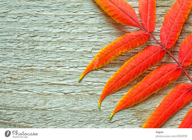 Blätter fallen Erholung ruhig Meditation Dekoration & Verzierung Umwelt Natur Pflanze Herbst Blatt Holz glänzend ästhetisch einfach hell natürlich schön trocken