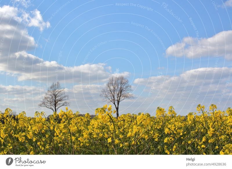 blühendes Rapsfeld, im Hintergrund zwei kahle Bäume vor blauem Himmel mit Wolken Rapsblüte Frühling Baum Blume Blüte Landwirtschaft Nutzpflanze Landschaft