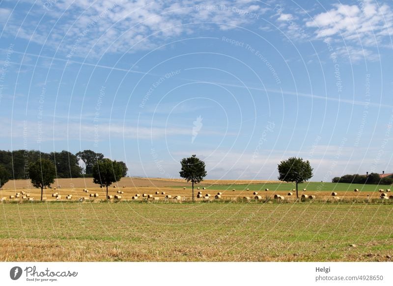 Spätsommerröllchen Feld Landwirtschaft Strohballen Strohrollen Erntezeit Baum Himmel schönes Wetter Landschaft Außenaufnahme Menschenleer Sommer Getreide