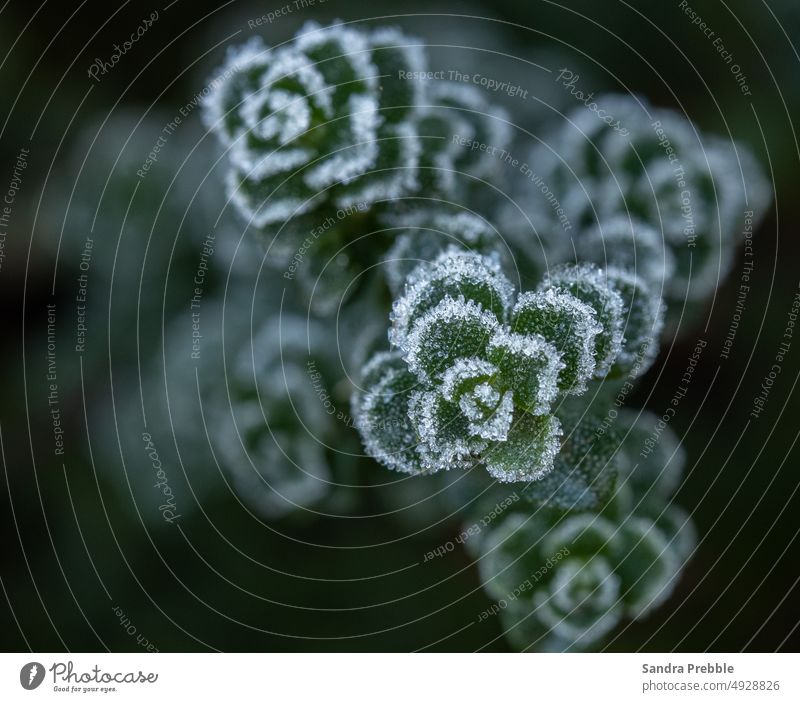 Zarter weißer Reif schmückt die Ränder eines holzigen Thymianstrauchs.  Geometrische Anordnung der Blätter Sandra Prebble botanisch frostig Makro Natur Winter