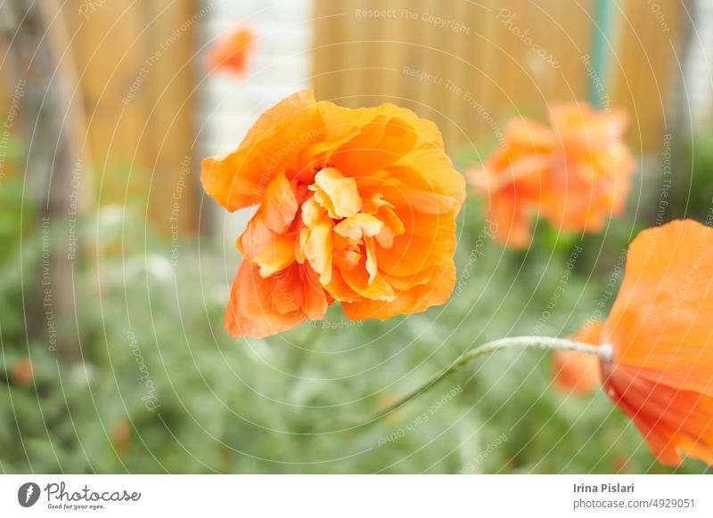 Nahaufnahme einer leuchtend roten Mohnblume Ackerbau Hintergrund Schönheit schwarz Blütezeit Überstrahlung blüht Botanik hell Blütenknospen abschließen Farbe