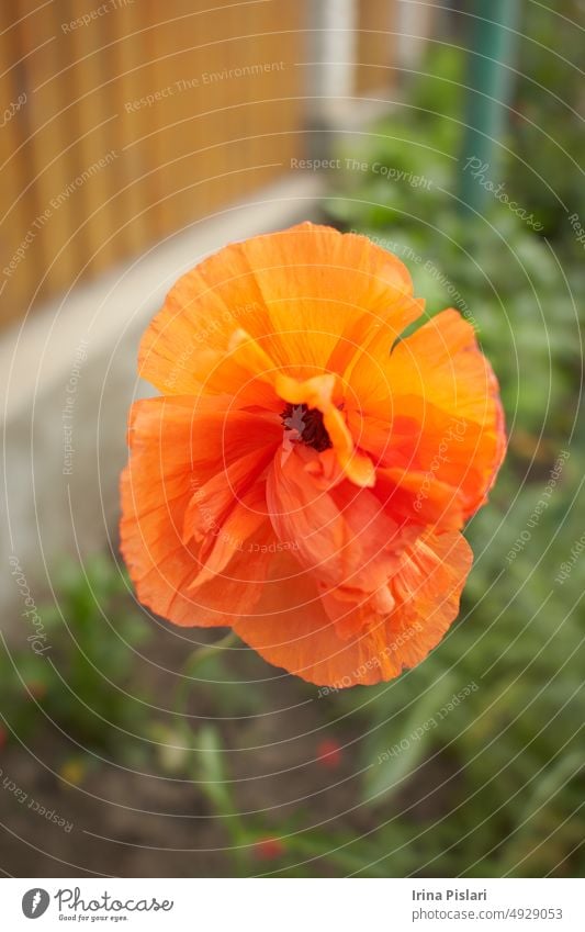 Nahaufnahme einer leuchtend roten Mohnblume Ackerbau Hintergrund Schönheit schwarz Blütezeit Überstrahlung blüht Botanik hell Blütenknospen abschließen Farbe