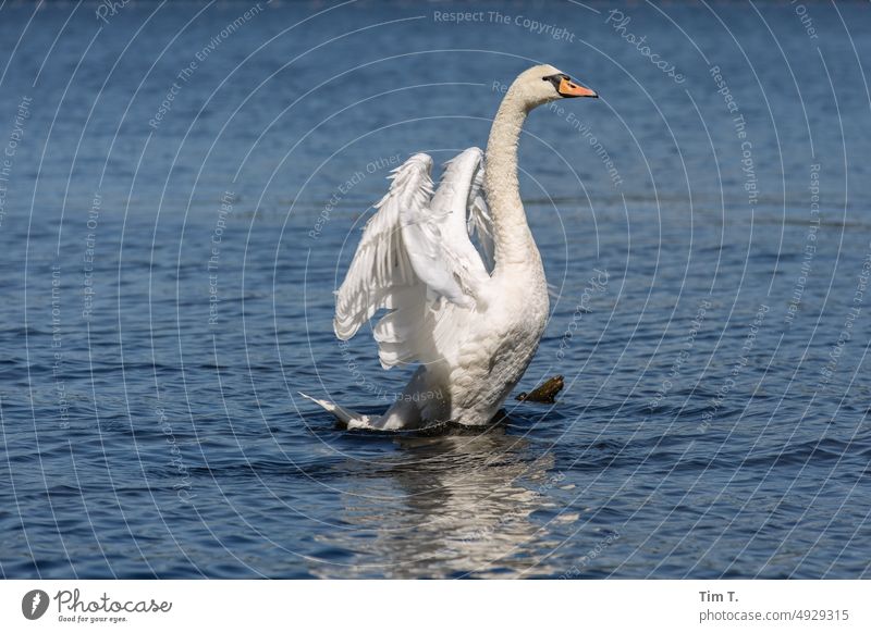 ein Schwan streckt sich Grünau köpenick dahme Außenaufnahme Natur Berlin Wasser Köpenick Menschenleer Farbfoto Vogel Morgen Seeufer Reflexion & Spiegelung Tag