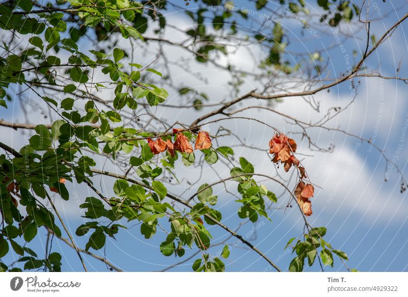 Braune Blätter im Sommer Grünau Baum Natur grün Blatt Pflanze Hintergrund natürlich Umwelt Laubwerk Außenaufnahme Flora Botanik botanisch Nahaufnahme