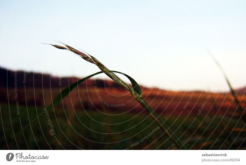 Just in the wind Gras Feld Wiese rot Grünpflanze Halm Korn Getreide Himmel