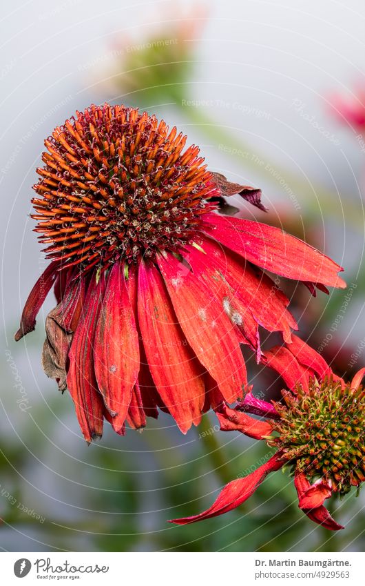 Echinacea purpurea aus Nordamerika, Blütenstände Igelkopf Blütenstand Blütenstande Sorte Gartenform Auslese blühen Korbblütler Staude frosthart Asteraceae