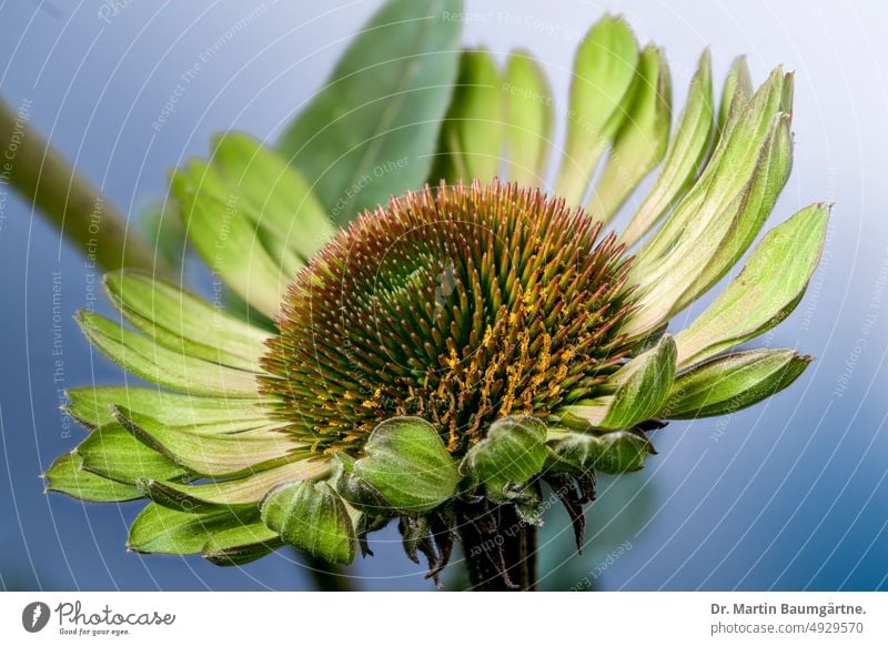 Echinacea purpurea aus Nordamerika, Gartenform, Blütenstand mit grünen Zungenblüten Igelkopf Sorte Auslese blühen Korbblütler Staude frosthart Asteraceae