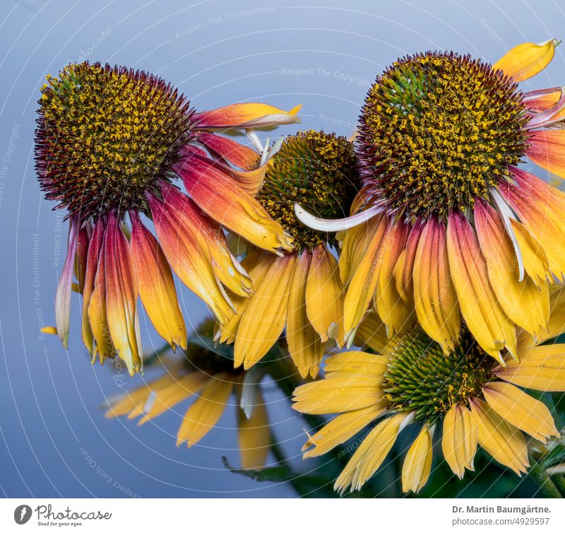 Gelb-rote Form von Echinacea purpurea aus Nordamerika, Blütenstände Igelkopf Blütenstand Blütenstande Sorte Gartenform Auslese blühen Korbblütler Staude