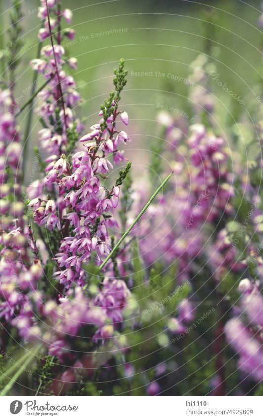 Blütenstand der Besenheide Pflanze Wildpflanze Zwergstrauch Tiefwurzler Heidekraut Calluna vulgaris traubiger Blütenstand geöffnet violett rosa