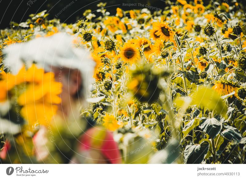 Sonnenblumenköpfe Natur Sonnenblumenfeld Sommer gelb Blühend Kopf graues Haar verdeckt viele schön natürlich Unschärfe Sonnenlicht Blumenfeld Nutzpflanze Bokeh