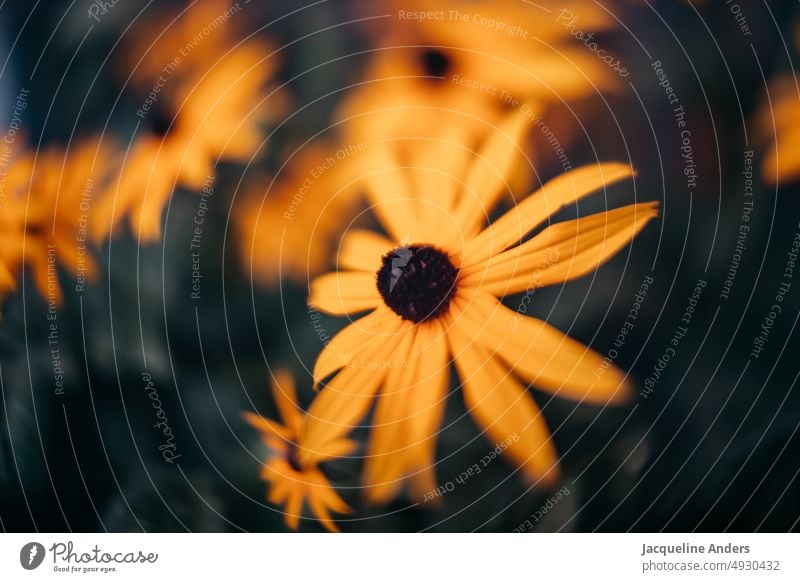 Freelensing mit gelben Blumen freelens Blüte Pflanze Natur Blühend Sommer Garten Farbfoto Frühling grün Wiese Blumenwiese Außenaufnahme Nahaufnahme Umwelt